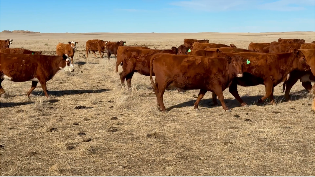 CP205B5 Fancy red pairs, ranch dispersion!